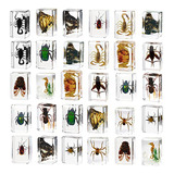 X 30 Pisapapeles De Resina Para Especímenes De Insectos,