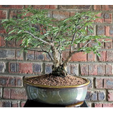 10 Semillas Árbol Bonsái Acacia 