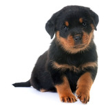 Cachorro Rottweiler Hermoso Perro Cachorro Medellin Dog