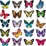 Pegatinas Grandes Y Coloridas Mariposas Para Ventana