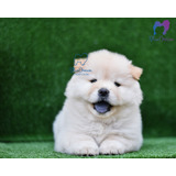 Cachorros Chow Chow Con Pedigrí Del Kennel Club Argentino!