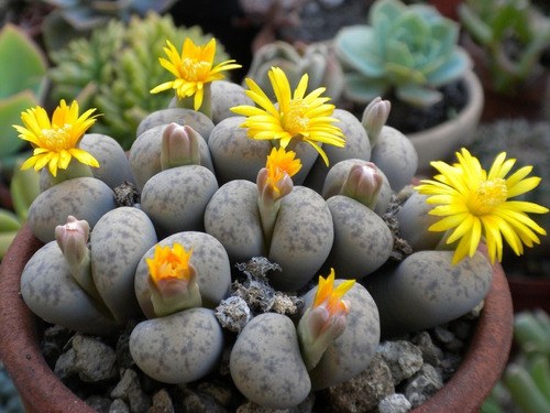 Semillas De Suculenta Lithops Dinteri Brevis Planta Piedra