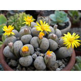 Semillas De Suculenta Lithops Dinteri Brevis Planta Piedra