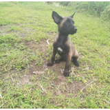 Cachorro Pastor Belga Malinois 