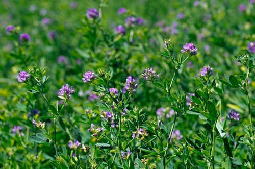 Semillas De Alfalfa Variedad Monarca X 25 Kg.