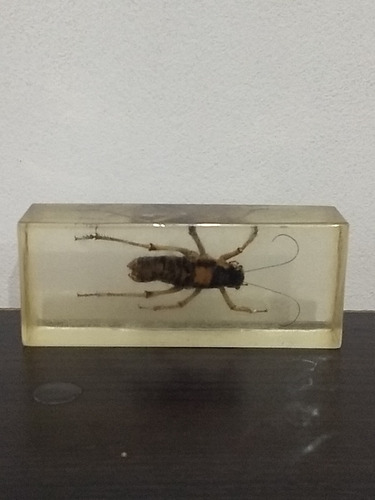 Insecto En Acrilico - Capsula - De Coleccion