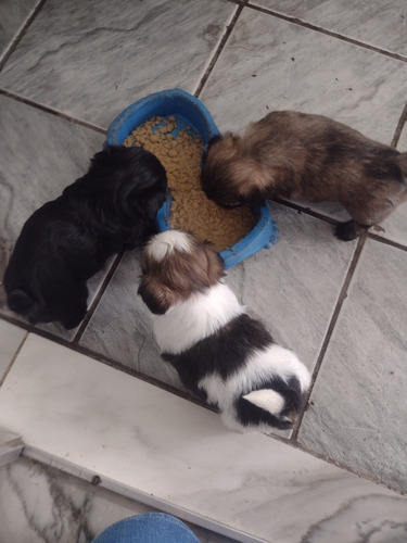 Shih Tzu Filhote, Duas Fêmeas E Um Machinho R$ 1200,00