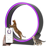 Miwooyy Smart Led - Rueda De Ejercicio Grande Para Gatos, 40