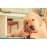 Filhotes Golden Retriever