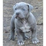 Pitbull Blue Auténticos Cachorros Vip