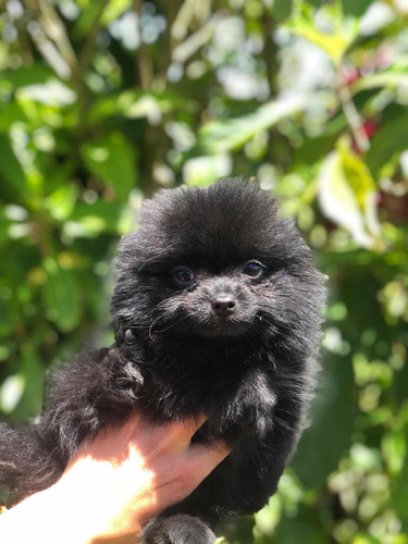 Pomeranian Macho Medellín Animal Pets