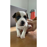 Cachorros Jack Russell Terrier. Papás Con Pedigree Fca