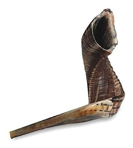 Shofar Ram's Horn Shofar Tamaño Grande 43-46cm Natural Negro
