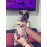 Hermosa Pug Carlina