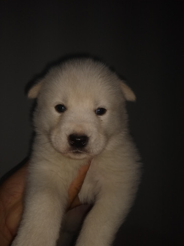 Husky Siberiano 