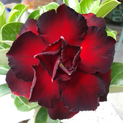 Rosa Del Desierto Adenium Pavo Real | MercadoLibre