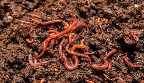 Lombrices Rojas Californianas (eisenia Foetida)