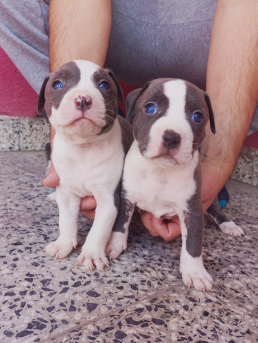 Cachorro Pitbull Blue