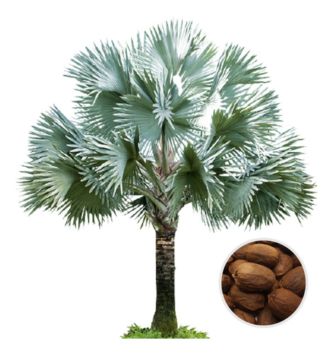 15 Sementes Palmeira Azul P/ Mudas (bismarckia Nobilis)