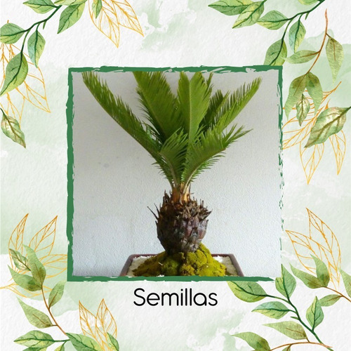 3 Semillas De Bonsái Palma Canariensis 