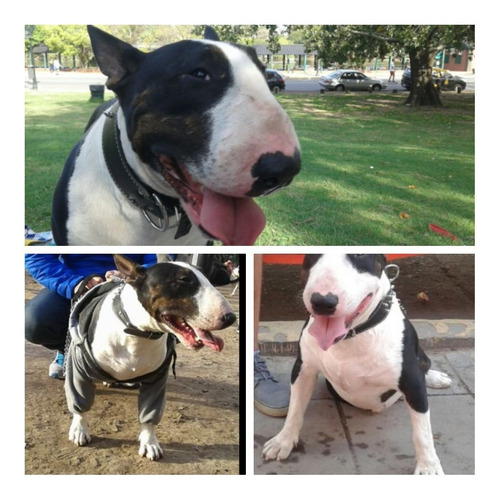 Bull Terrier Fca Microchip P/servicio D Stud/monta.x Cachorr