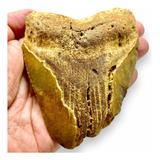 Fósil Diente De Megalodon 10.7 Cms Encontrado En Florida Usa