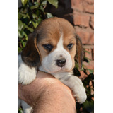 Perro Beagle Cachorro Tricolor