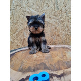 Filhote De Yorkshire Terrier Macho - Pronta Entrega