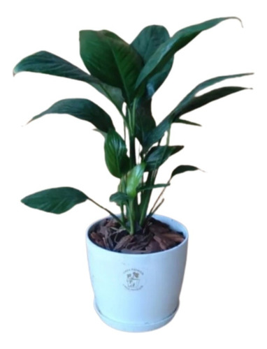 Planta Spathiphyllum + Maceta Plástica Premium N12 + Plato