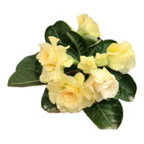 Muda De Rosa Do Deserto Enxertada Bridal Bouquet Amarela