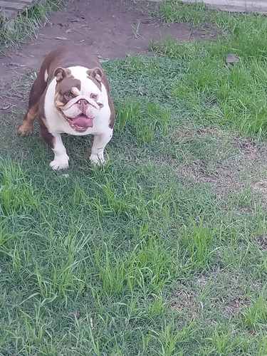 Bulldog Inglés Hembra Adulta 