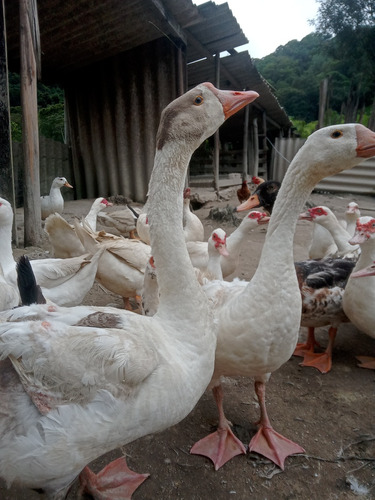 Ganso Sinaleiro Branco Casal 