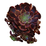 Aeonium Superbang (colonia/cluster)