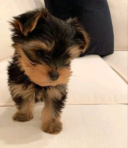 Hermosos Yorkshire Terrier Microtoy 