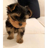 Hermosos Yorkshire Terrier Microtoy 