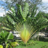 Ravenala Madagascariensis Árbol Del Viajero