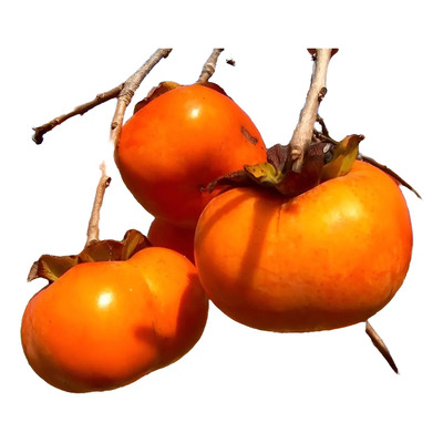 Persimon Arbol Variedad Fuyu 1.2m Paq 2 Piezas | Meses sin interés
