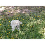 Hermosos Cachorritos Poodle 