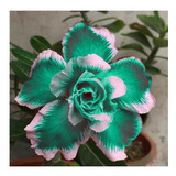  Adenium Color Verde Especial, Rosa Del Desierto