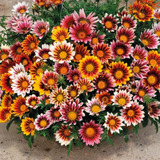 Gazania Mixta 15 Semillas Germina Fácil Sol Sdqro2