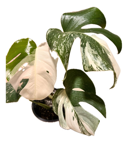 Monstera Borsigiana Albo Variegada Genética Muy Blanca