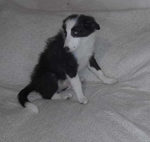 Seña, Border Collie. Criados En El Campo 