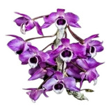 Orquídea Dendrobium Anosmum Tipo X Pierardii - Muda
