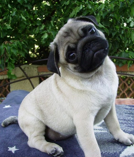 Cachorro Pug Carlino 15