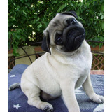 Cachorro Pug Carlino 15