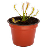 Plantas Carnivoras Dorsera Capensis Alba Más Venus Petite