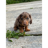 Cachorro Teckel O Salchicha Hembra Arlequin Color Exótico