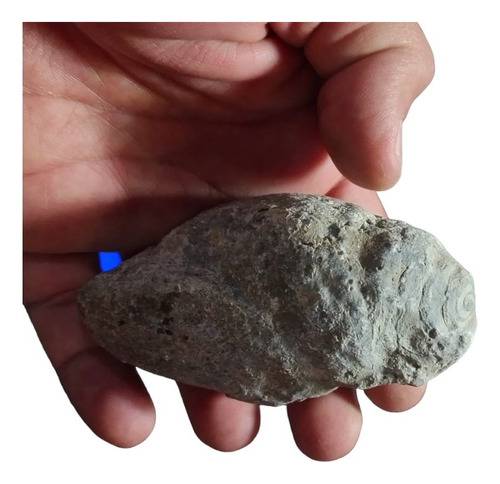  Amonites Fósiles Naturales Coleccion  Esp000586