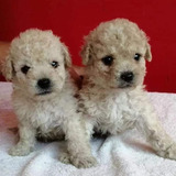 Cachorras French Poodle Minis Chinos 