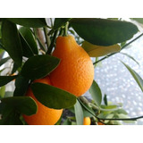 Semillas De Mandarinquat Fruto Exótico